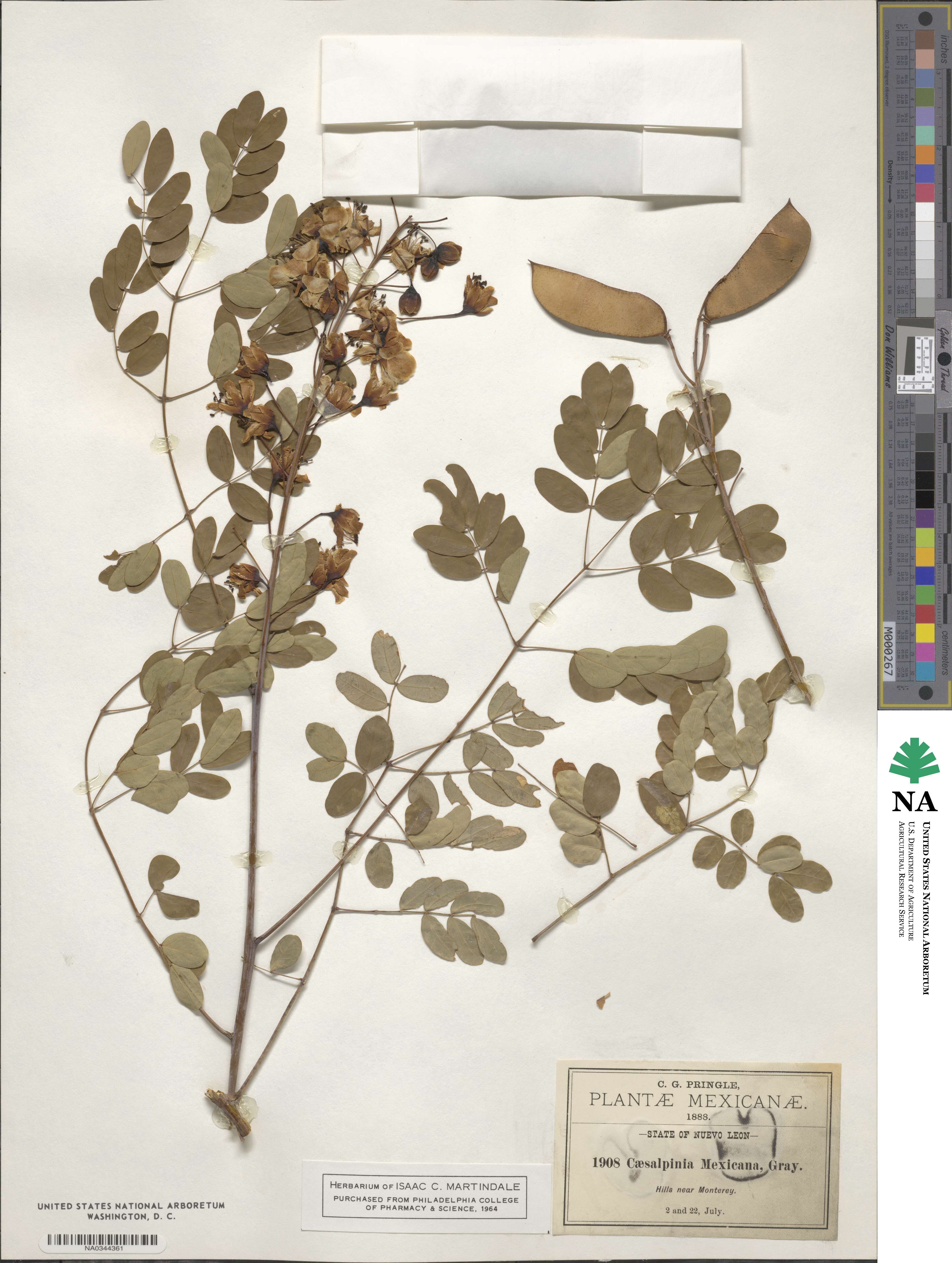 Caesalpinia mexicana image