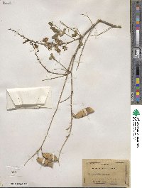 Erythrostemon pannosus image