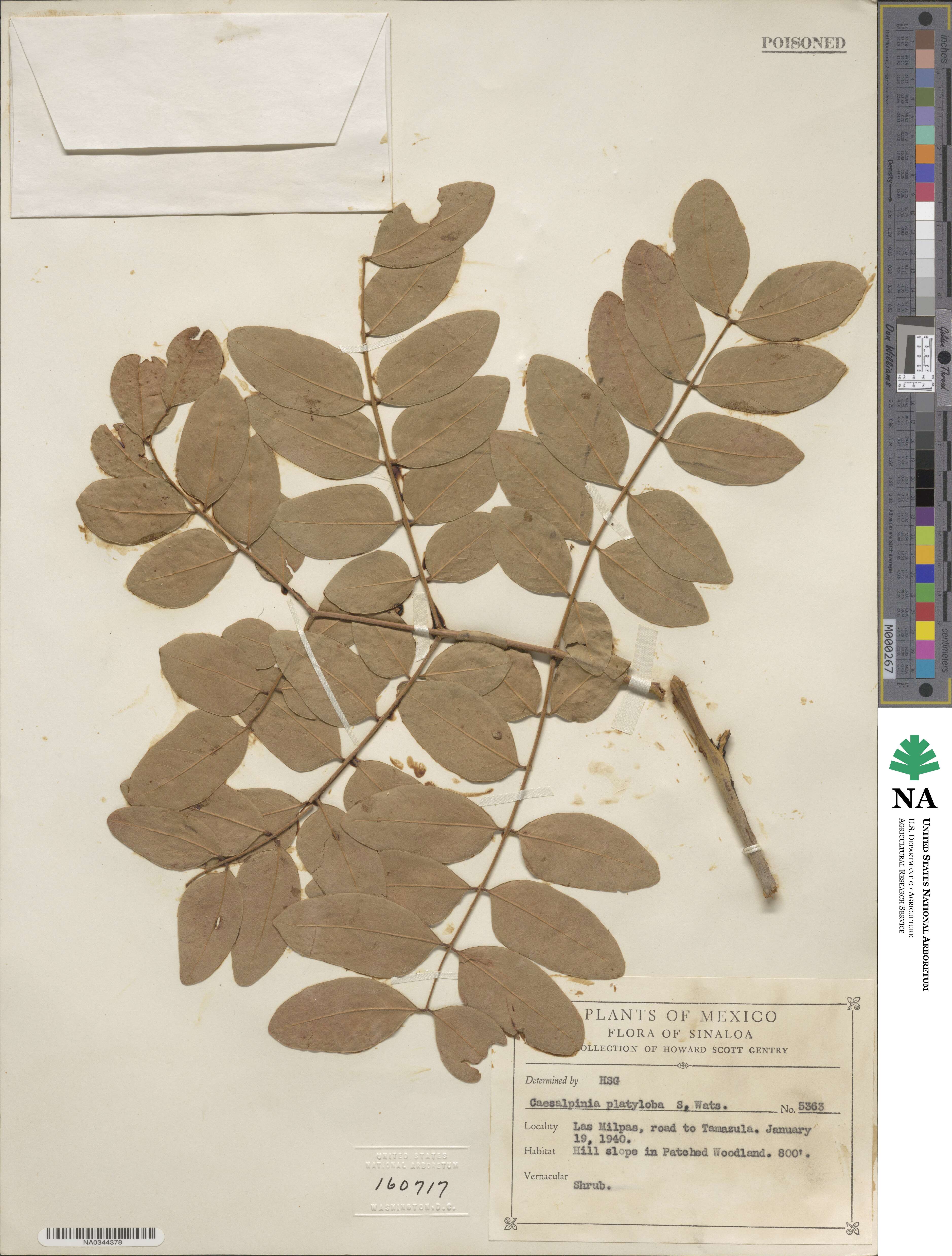Coulteria platyloba image