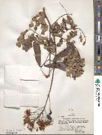 Caesalpinia pulcherrima image