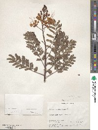 Caesalpinia pulcherrima image