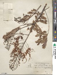 Caesalpinia pulcherrima image