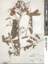 Caesalpinia pulcherrima image