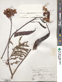 Caesalpinia pulcherrima image