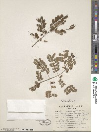 Caesalpinia pulcherrima image