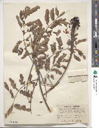 Caesalpinia pulcherrima image