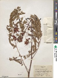 Caesalpinia pulcherrima image