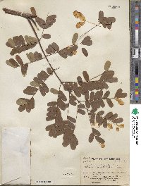 Caesalpinia pulcherrima image