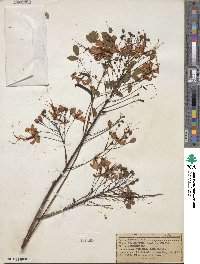 Caesalpinia pulcherrima image