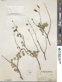 Image of Denisophytum sessilifolium