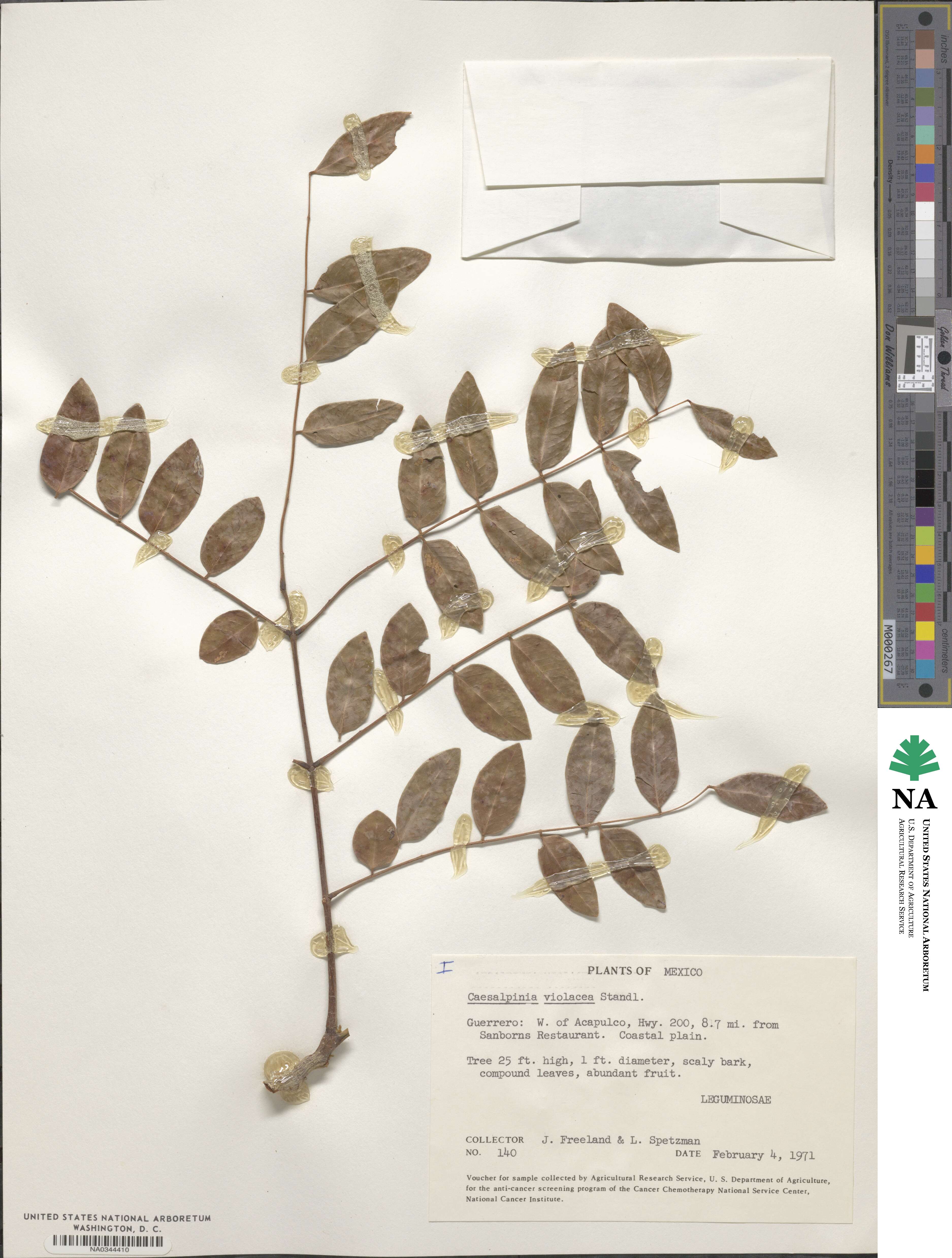 Coulteria cubensis image
