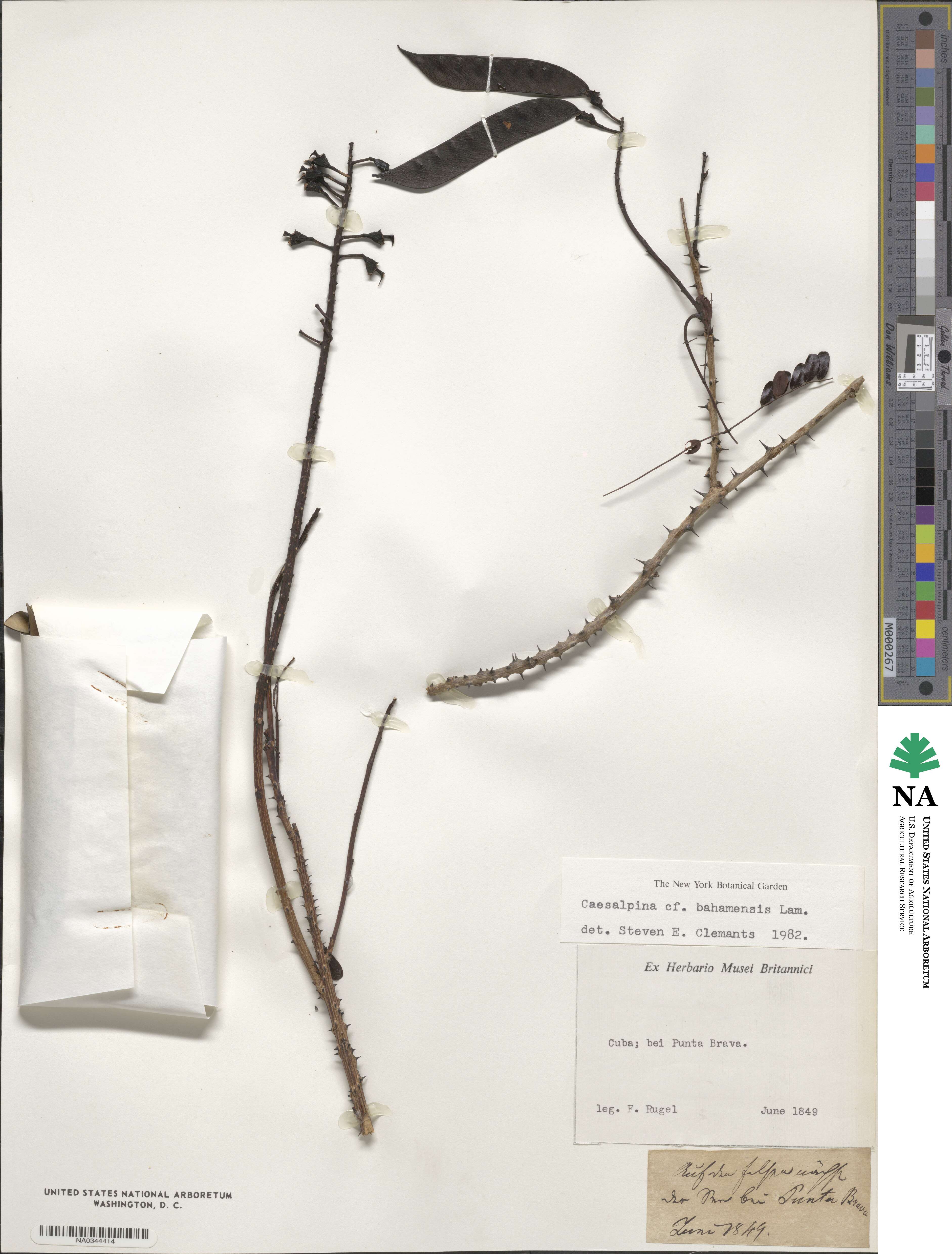 Caesalpinia bahamensis image