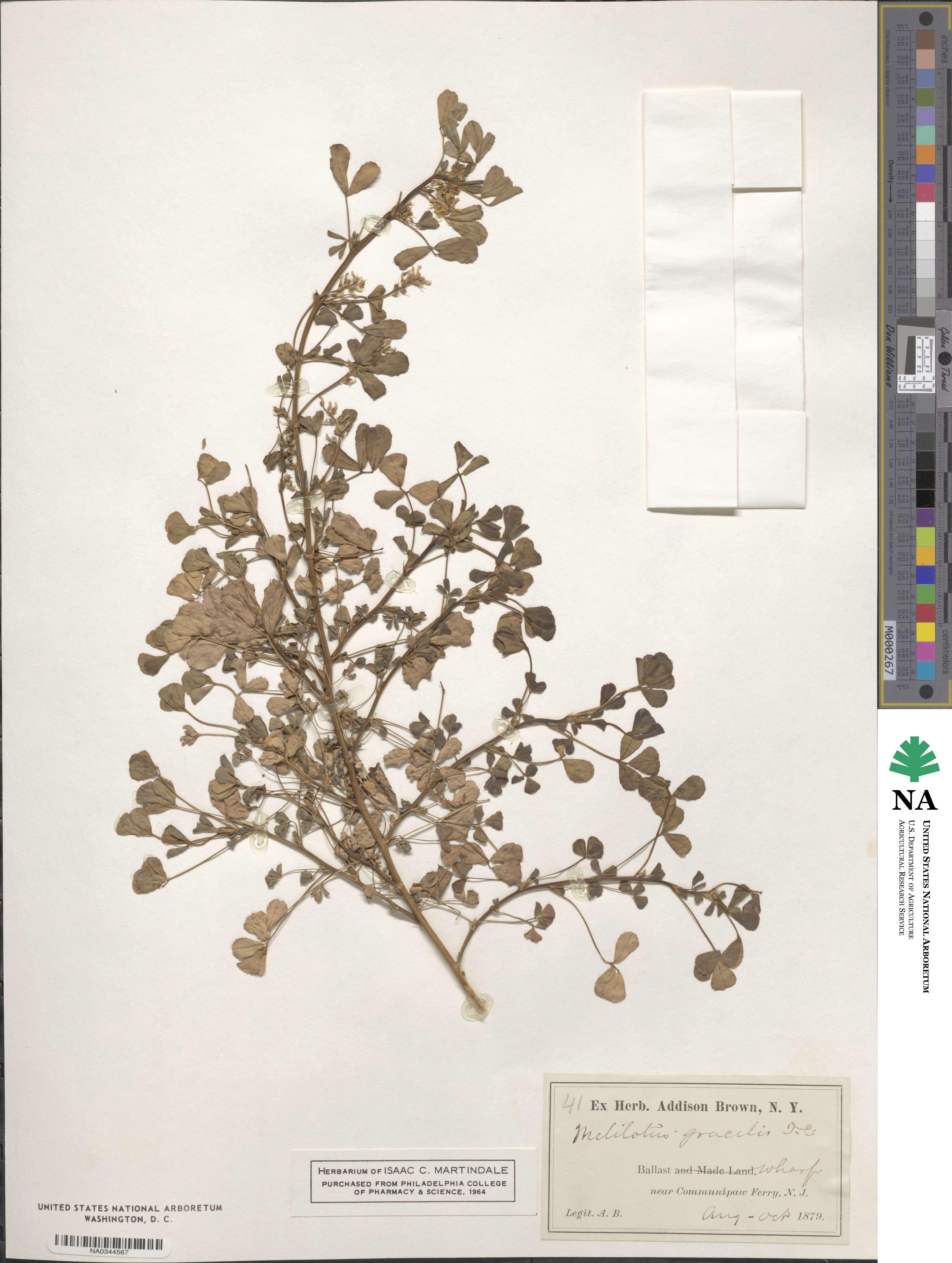 Melilotus neapolitanus image