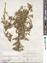 Melilotus indicus image