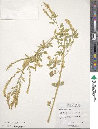 Melilotus officinalis image