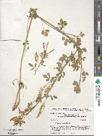 Melilotus officinalis image