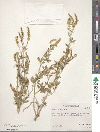 Melilotus officinalis image