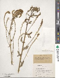 Melilotus officinalis image