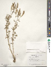 Melilotus officinalis image