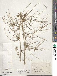 Melilotus officinalis image