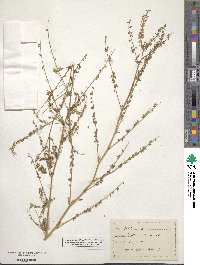 Melilotus officinalis image