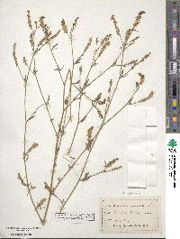 Melilotus officinalis image