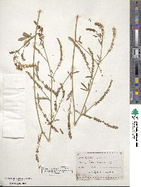 Melilotus officinalis image