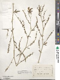 Melilotus officinalis image