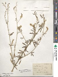 Melilotus officinalis image