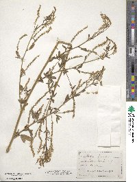 Melilotus officinalis image