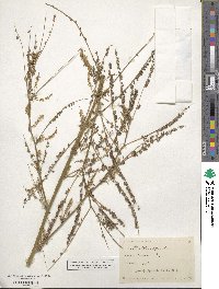 Melilotus officinalis image