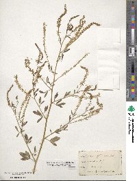 Melilotus officinalis image