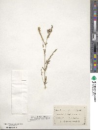 Melilotus officinalis image