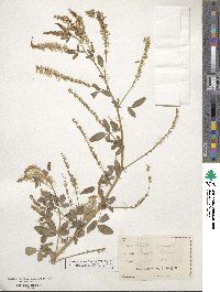 Melilotus officinalis image