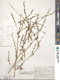 Melilotus officinalis image