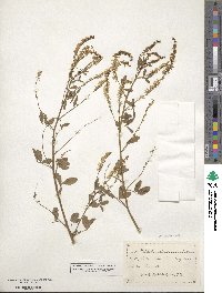 Melilotus officinalis image