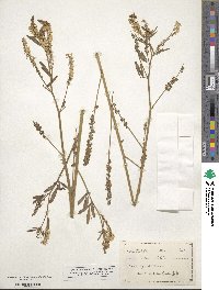 Melilotus officinalis image