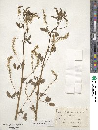 Melilotus officinalis image