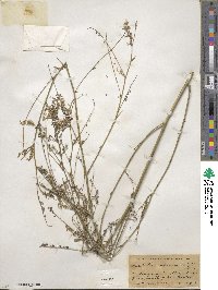 Melilotus officinalis image