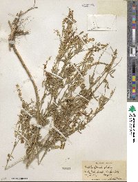 Melilotus officinalis image