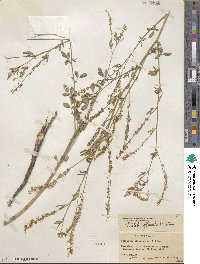 Melilotus officinalis image