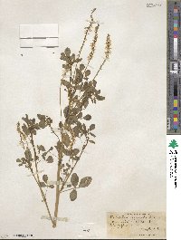 Melilotus officinalis image