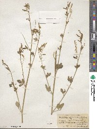 Melilotus officinalis image