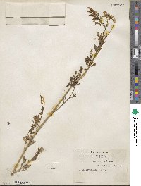 Melilotus officinalis image