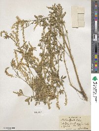 Melilotus officinalis image