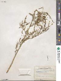 Melilotus officinalis image