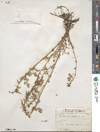 Melilotus officinalis image