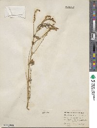 Melilotus officinalis image