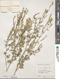 Melilotus officinalis image