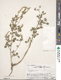 Melilotus officinalis image